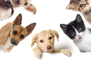 レーザーポインターのおもちゃで遊ぶ猫